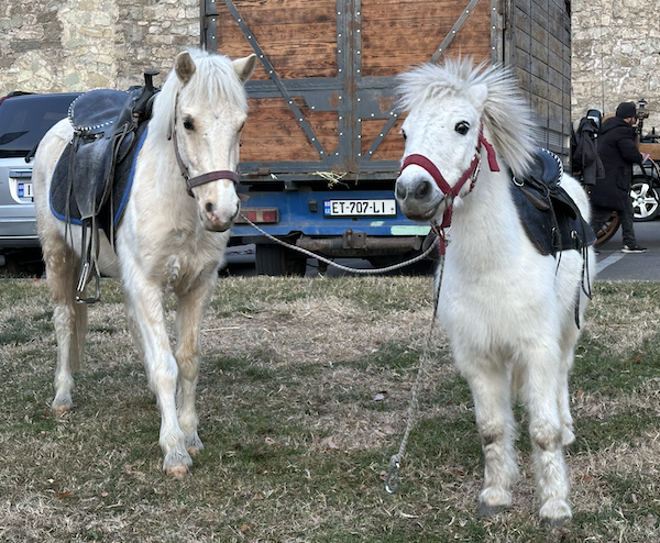 Two white horses. Credit to MaiN