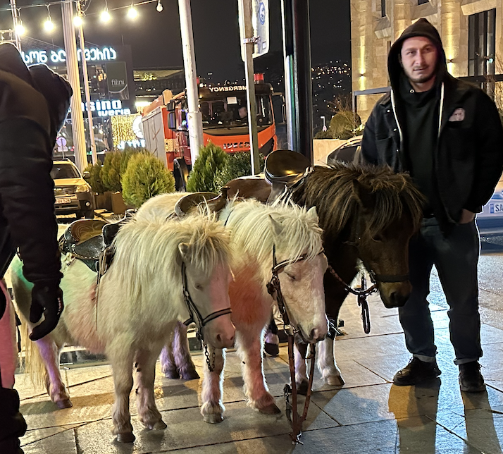 Ponies at the Christmas Market 2026. Credit to MaiN